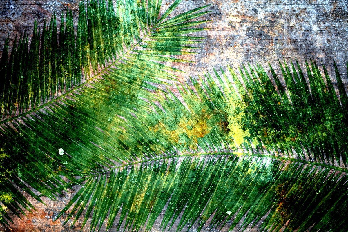 Foglie di palma 01