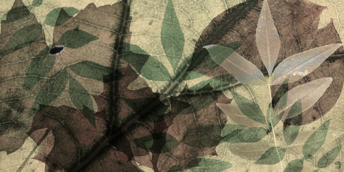 Come le foglie clf1802