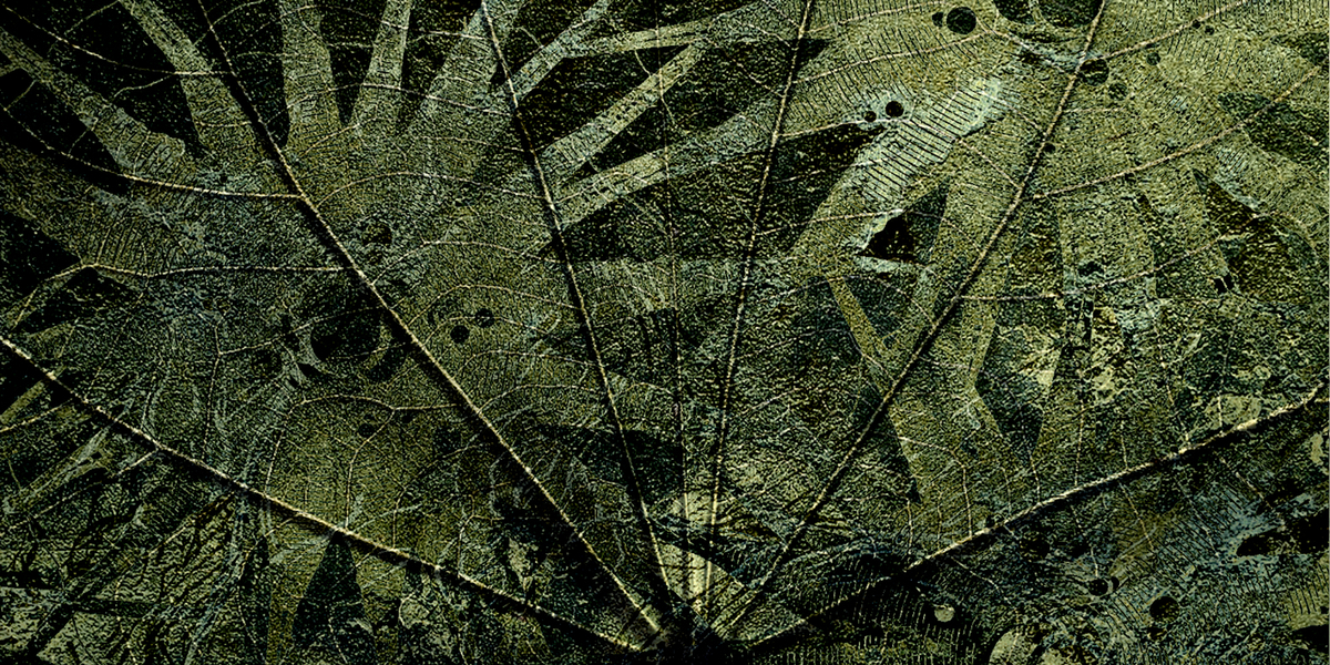 Le vene della vita lvn1902