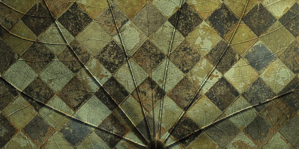 Le vene della vita lvn1903