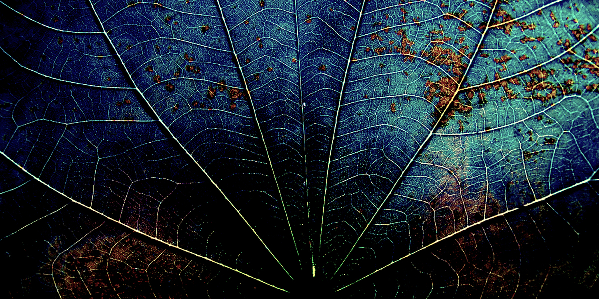 Le vene della vita lvn1904