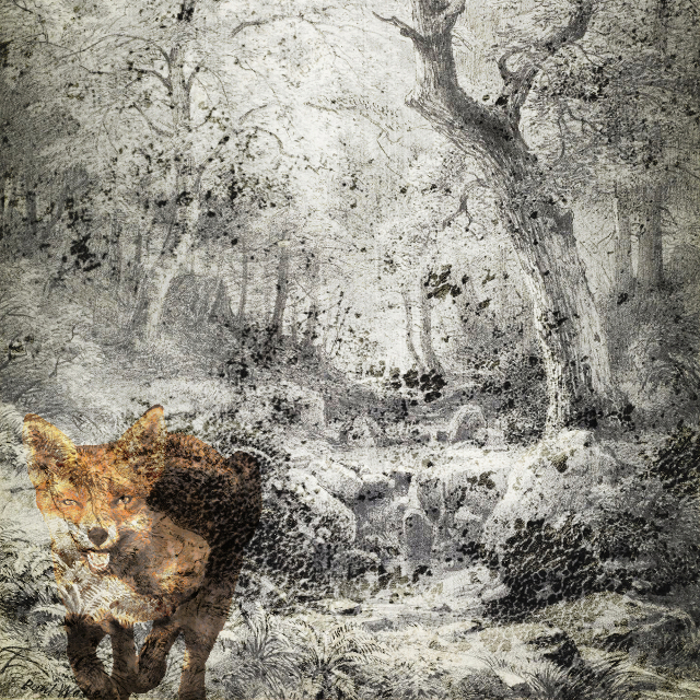 La volpe nel bosco 640x640