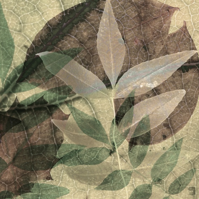 Come le foglie 640x640