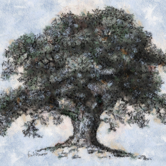 L ombra dell ulivo 640x640