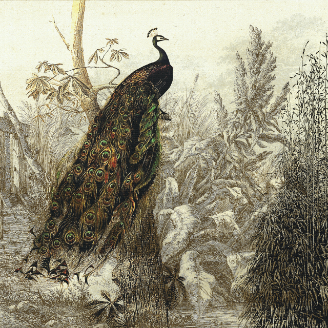 The eden garden 640x640