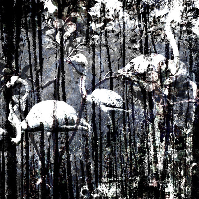 Fenicotteri xxl 640x640